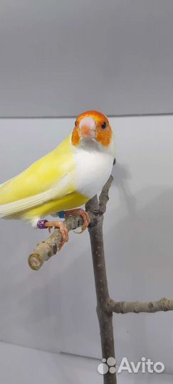 Амадины гульда