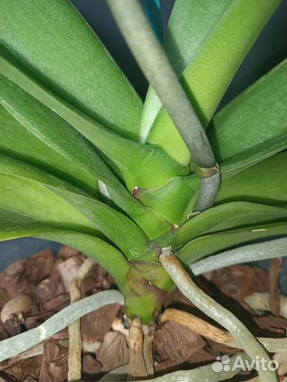 Орхидея фаленопсис