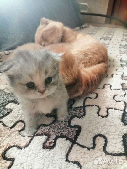 Шотландская кошечка вислоухая