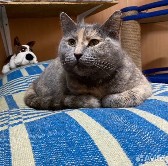 Кошки в добрые руки