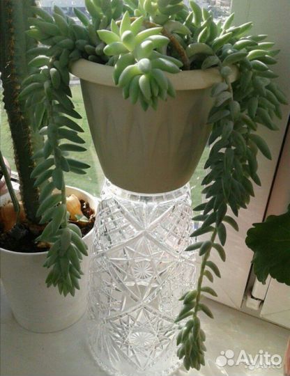 Очиток Моргана