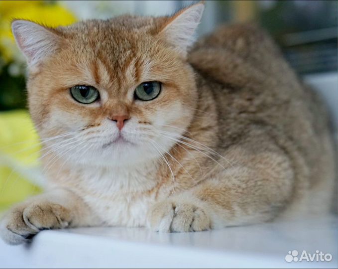 Золотая британская кошечка