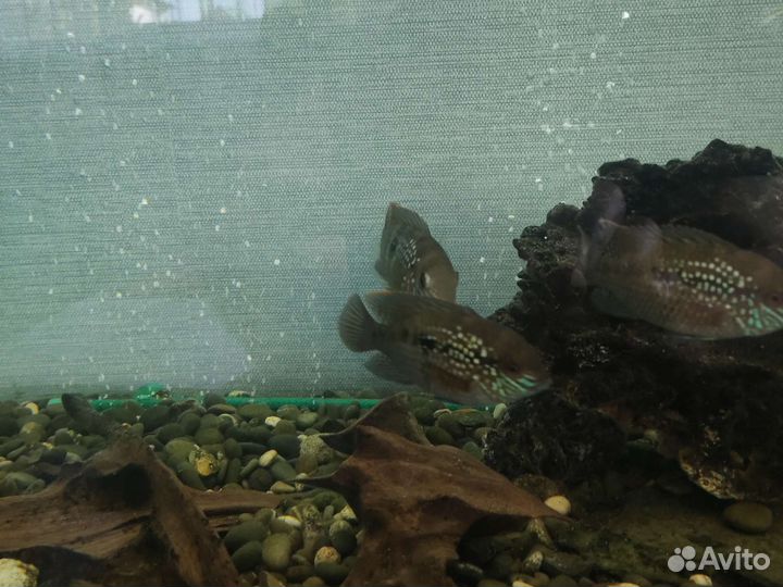 Акара бирюзовая