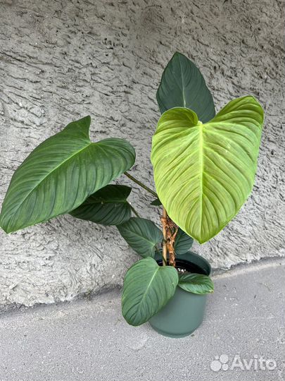 Филодендроны