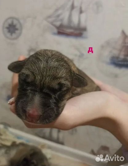 Щенки немецкой овчарки