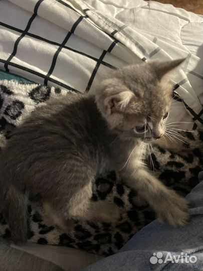 Котенок, голубая сибирская