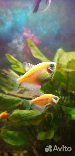 Аквариумные рыбки