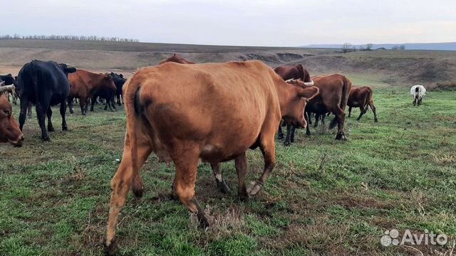 Коровы дойные, молочные, стельные первотелки