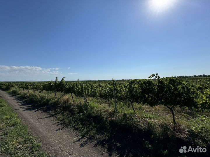 Продам виноградник