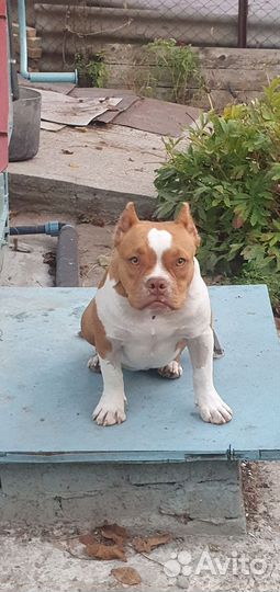 Американский булли