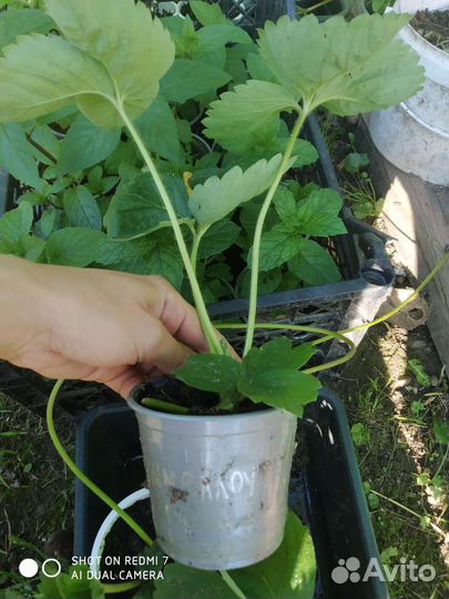 Саженцы сортовой клубники