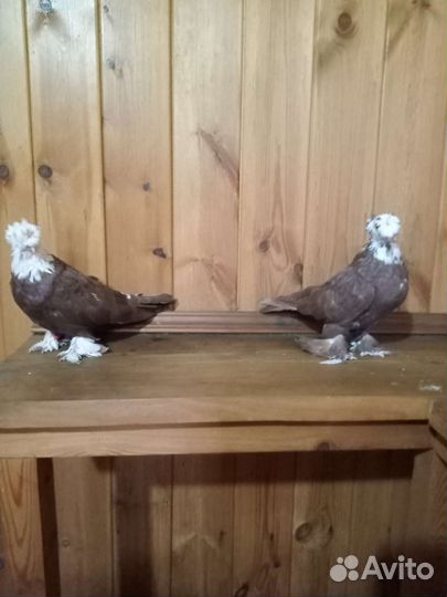 Продажа голубей