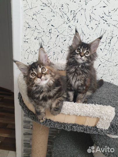 Мейн Кун котёнок