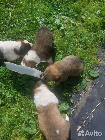 Щенки
