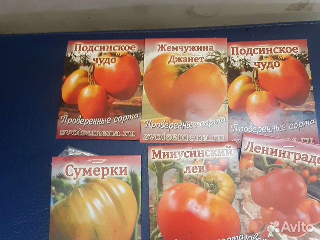 Рассада томатов в медведева