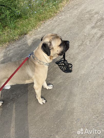 Вязка собак кане корсо