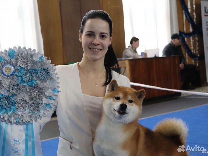 Щенки сиба ину