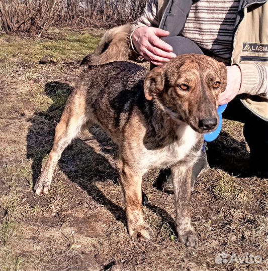 Милая, маленькая (40 см) Лина ищет дом