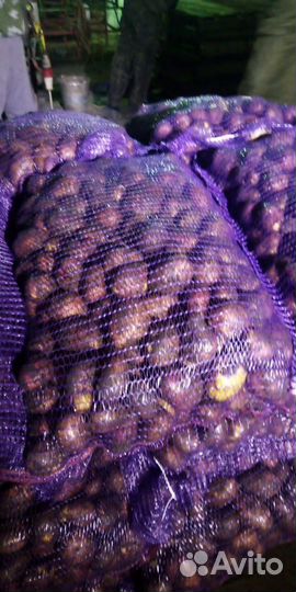 Овощи оптом из 1-вых рук