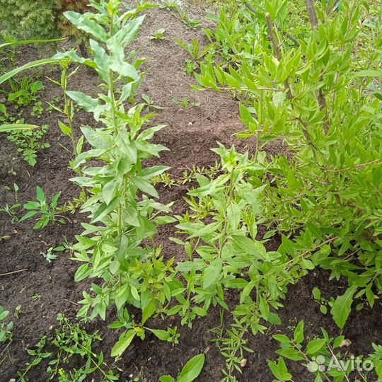 Саженцы годжи