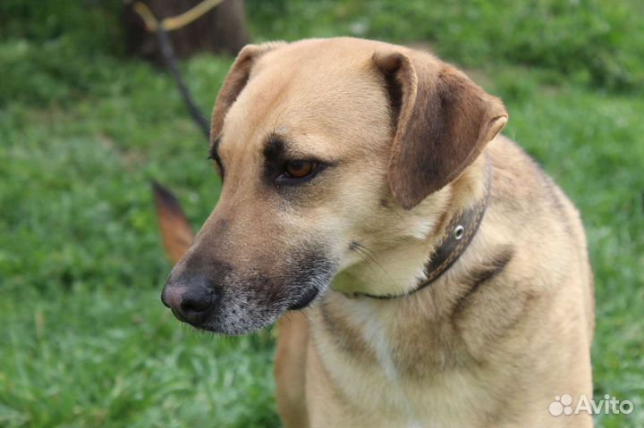 Собака очень ждет свою семью