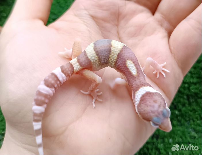 Геккон эублефар