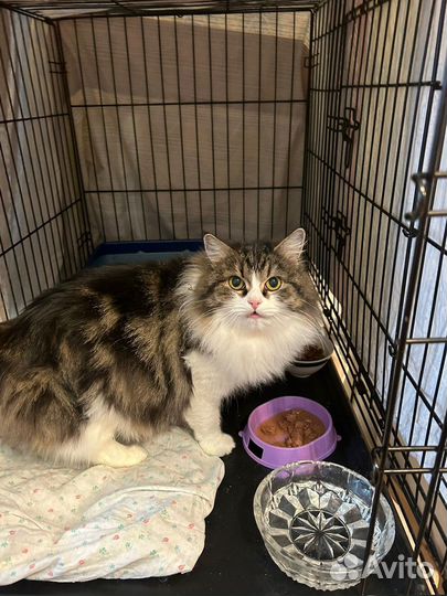 Пушистая кошка