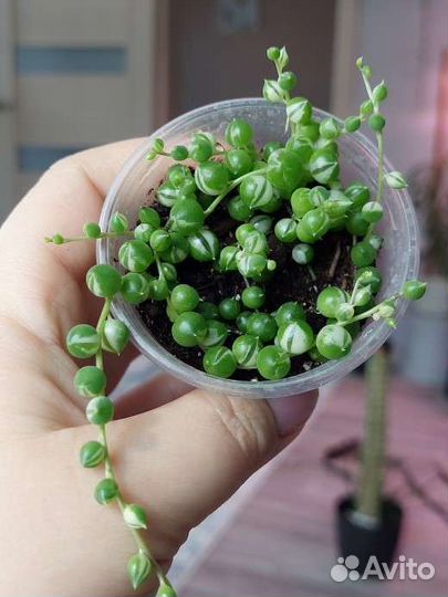 Роули вариегатный и зелёный