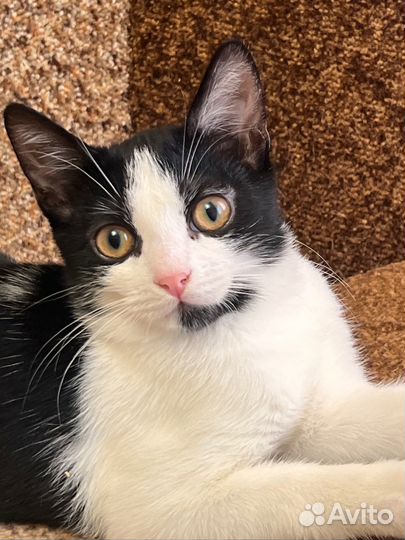 Девочка Жемчужина