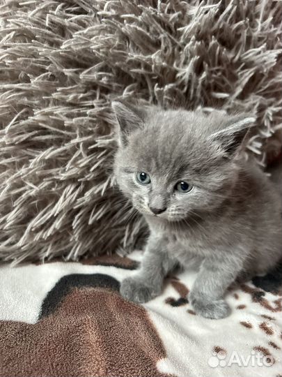 Кошка