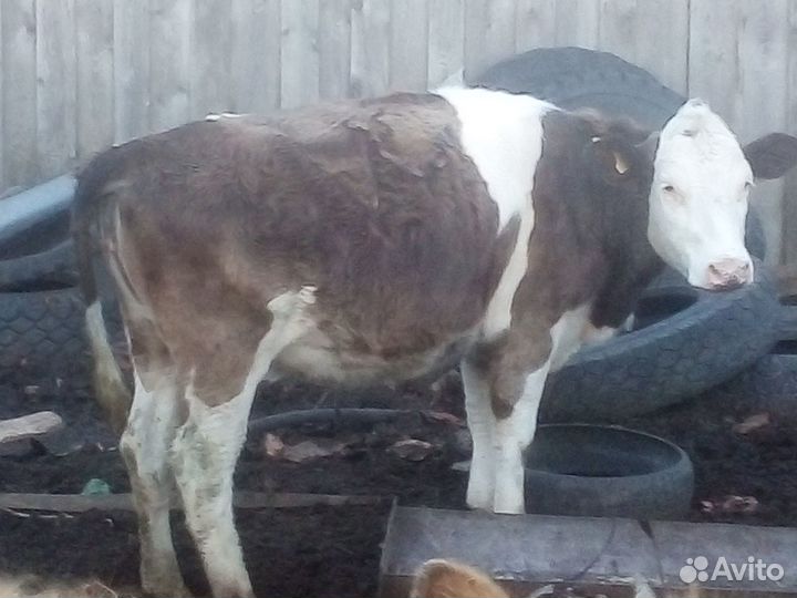 Нетель герефорд