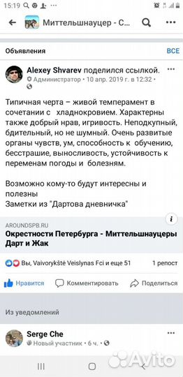 Щенки миттельшнауцера