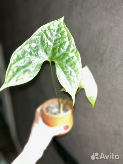 Нефтитис Nephthytis