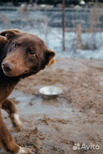 Собака в добрые руки