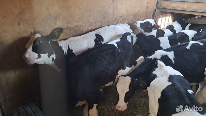 Телята бычки