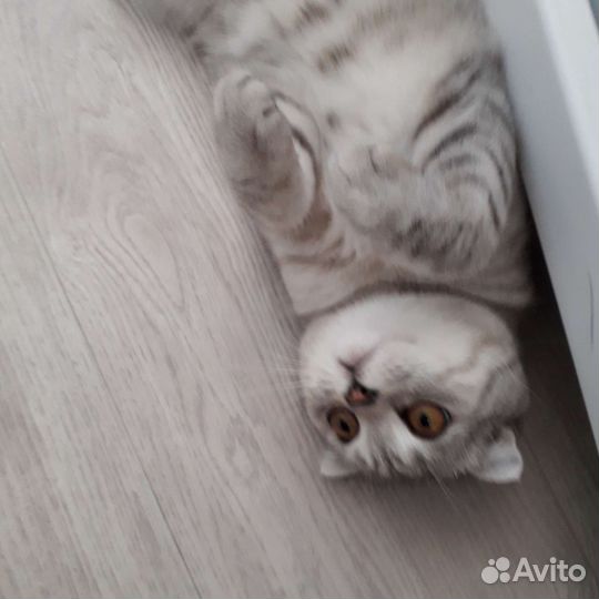 Шотландская вислоухая кошка бесплатно