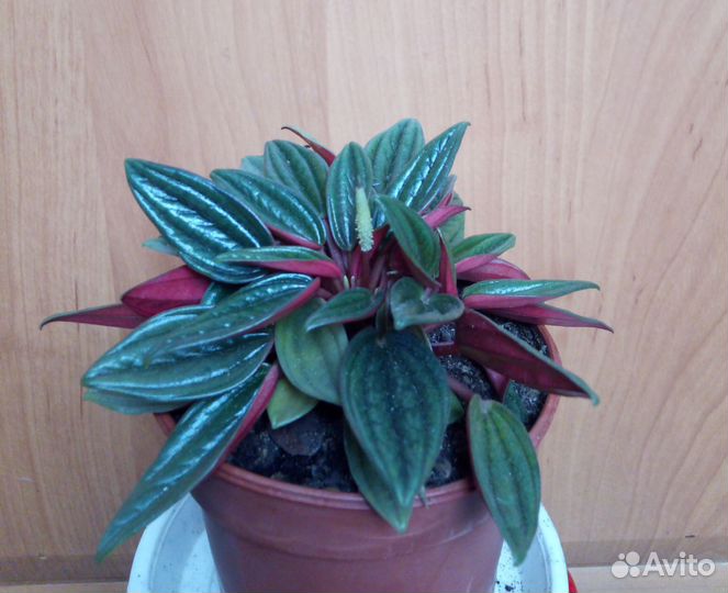 Диффенбахия, Филодендрон,Пеперомии, Кротон