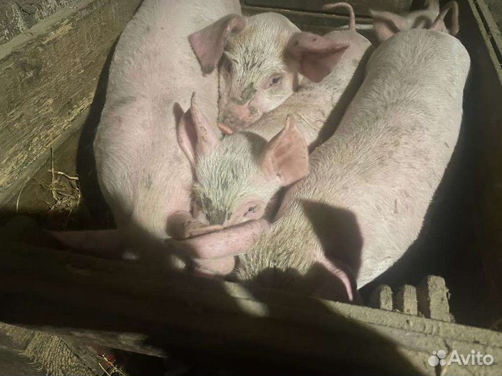 Поросята крупные ландрас+белая русская