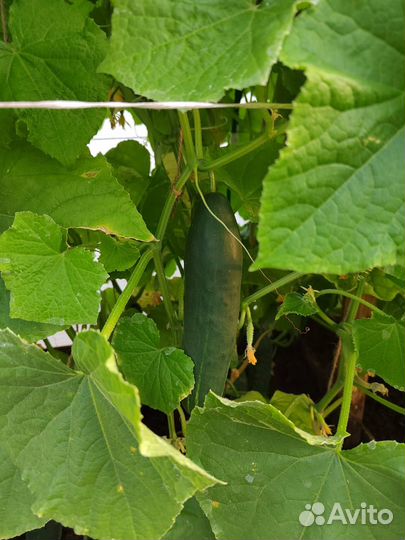 Огурцы домашние