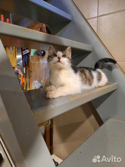 Котик в добрые руки