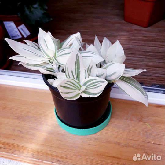 Традесканция белая кустовая