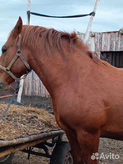 Русский тяжеловоз