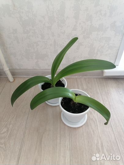 Гиппеаструм