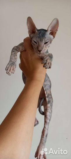 Кошка донской сфинкс