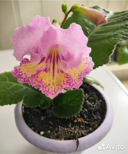 Стрептокарпус