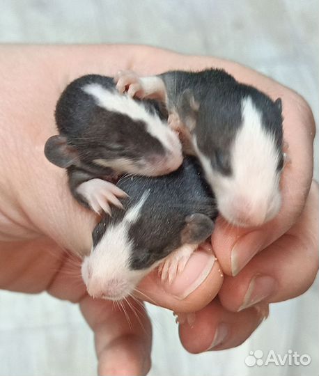 Крыски малыши. Хаски, сиамские, агути, чёрные