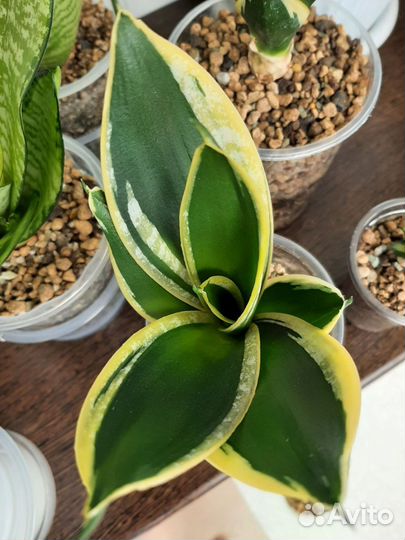 Сансевиерия ханни Крео