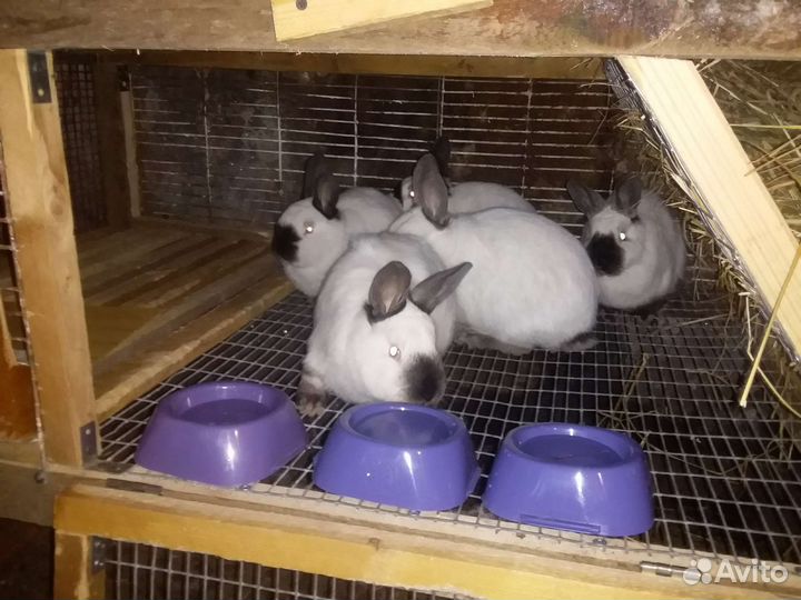 Кролики Калифорния