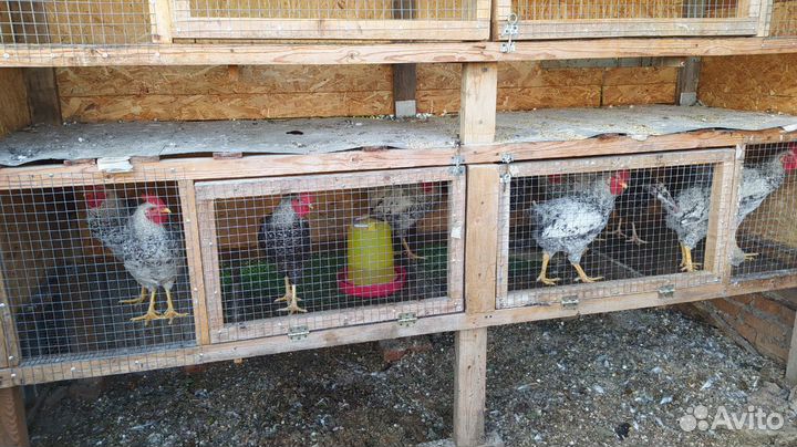 Петух Леггорн мраморный 450