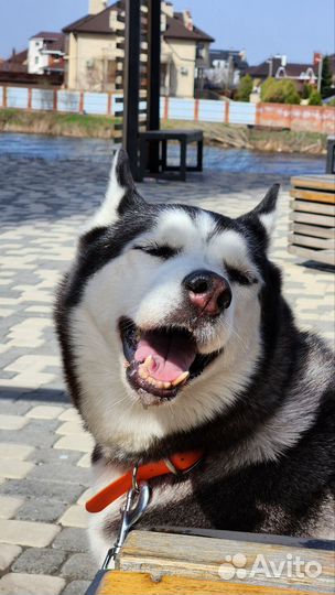 Сибирский хаски